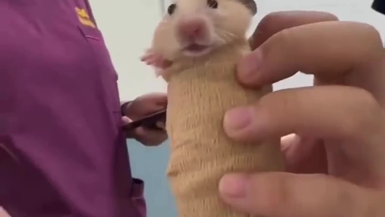 😂💉 Hamster's CT Scan is a Game Changer! | FunFM