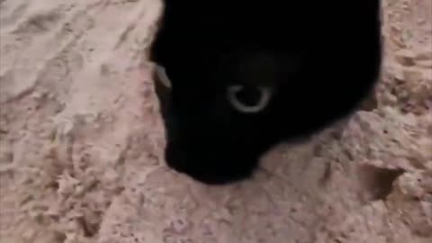 Beach Day Cat Living Its Best Life