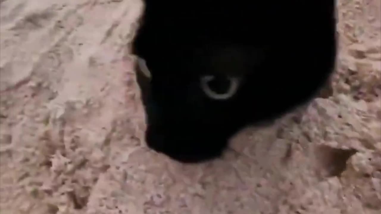 Beach Day Cat Living Its Best Life