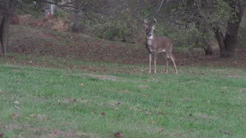 Whitetail deer hunting tips