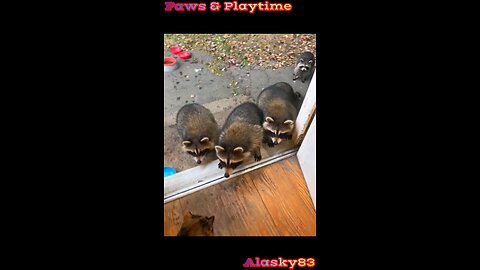 WOMAN FEEDS RACCOONS EVERY MORNING