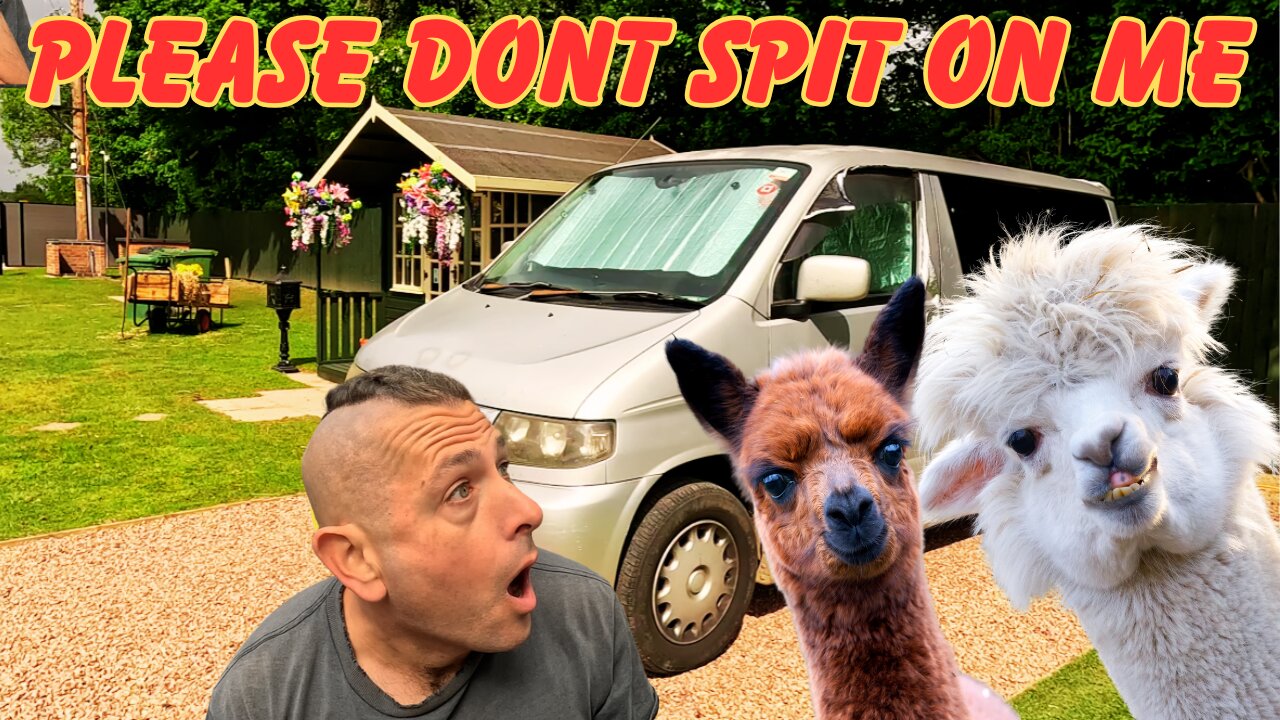 CAMPING ON AN ALPACA FARM. I MADE SOME FRENDS