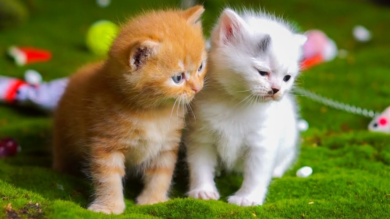 Cat playing with toys, cat meowing . Kittens drinking milk from mother