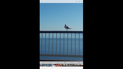 Gull