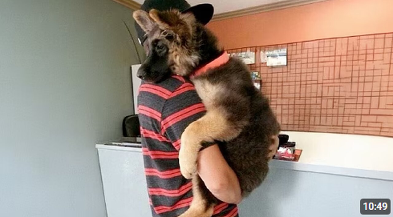 When Puppies Turn Into Little Humans 🤣 Funny Dog and Human