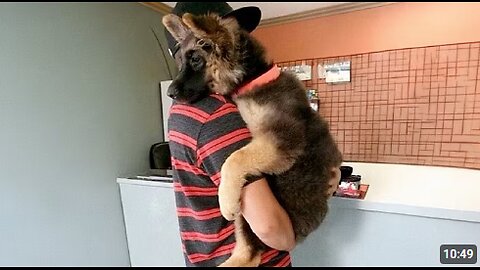 When Puppies Turn Into Little Humans 🤣 Funny Dog and Human