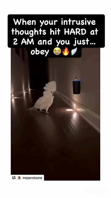 We're all cartoon animals