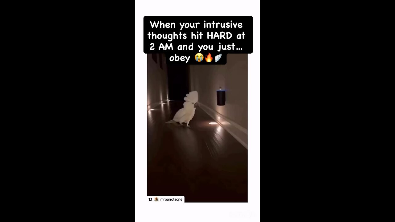 We're all cartoon animals