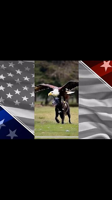 The Eagle has Landed❤️🇺🇸