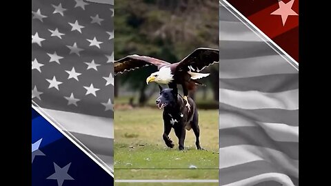 The Eagle has Landed❤️🇺🇸