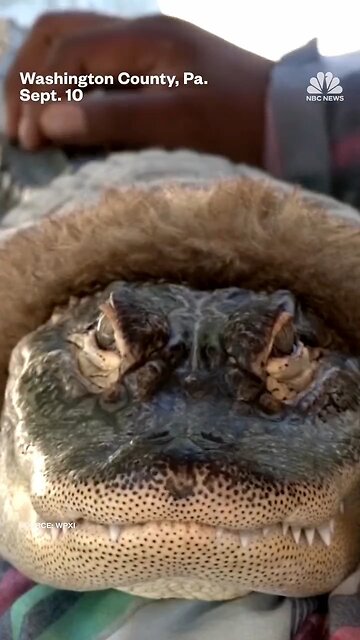 Walmart prohibits emotional support alligator