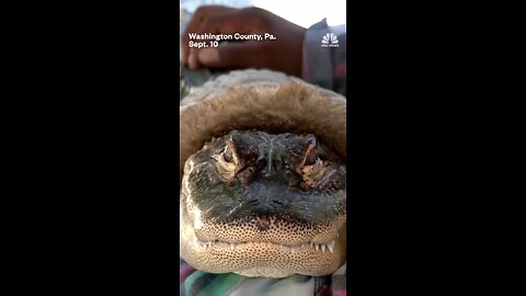 Walmart prohibits emotional support alligator