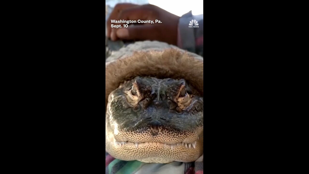 Walmart prohibits emotional support alligator
