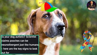 "Is My Dog Autistic" Has a Genuine Answer Now According to the Experts