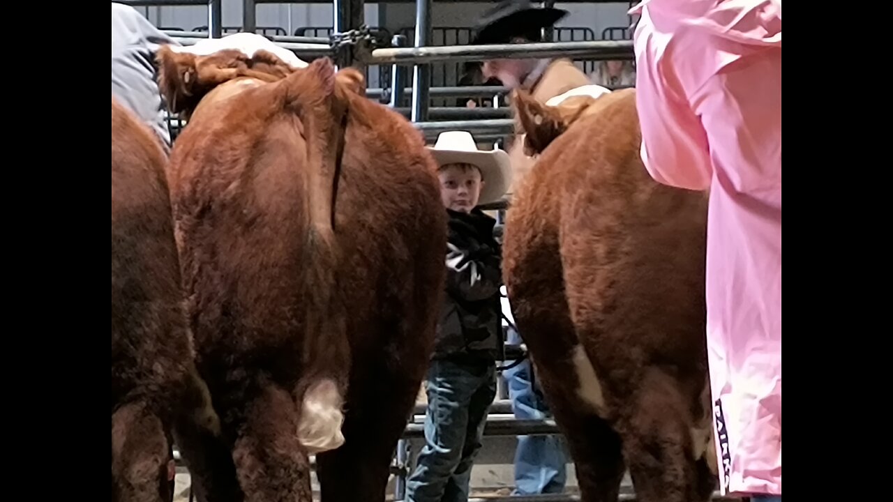 Historical 119th annual National Western Stock Show and Rodeo Market Steer selection.