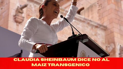 claudia sheinbaum dice no al maíz transgénico