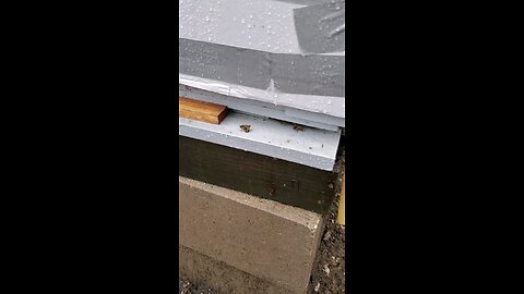 🐝Late December Bees 🐝