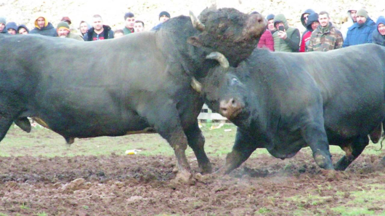 Šečerko od Brašnarevića vs Kukan od Đereka Batin 2025