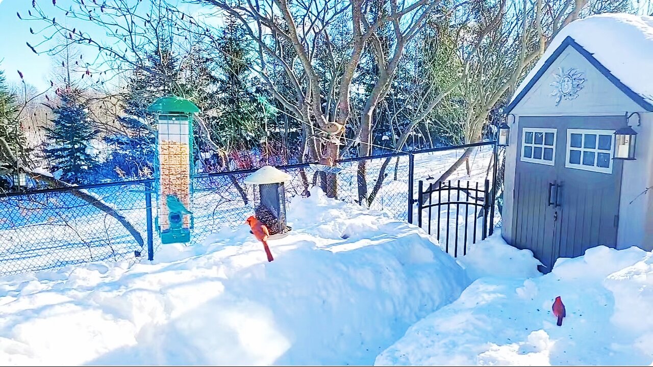 🔴 Live Cam Bird Feeder - Winter Snowy Countryside Birds Squirrels Rabbit watching