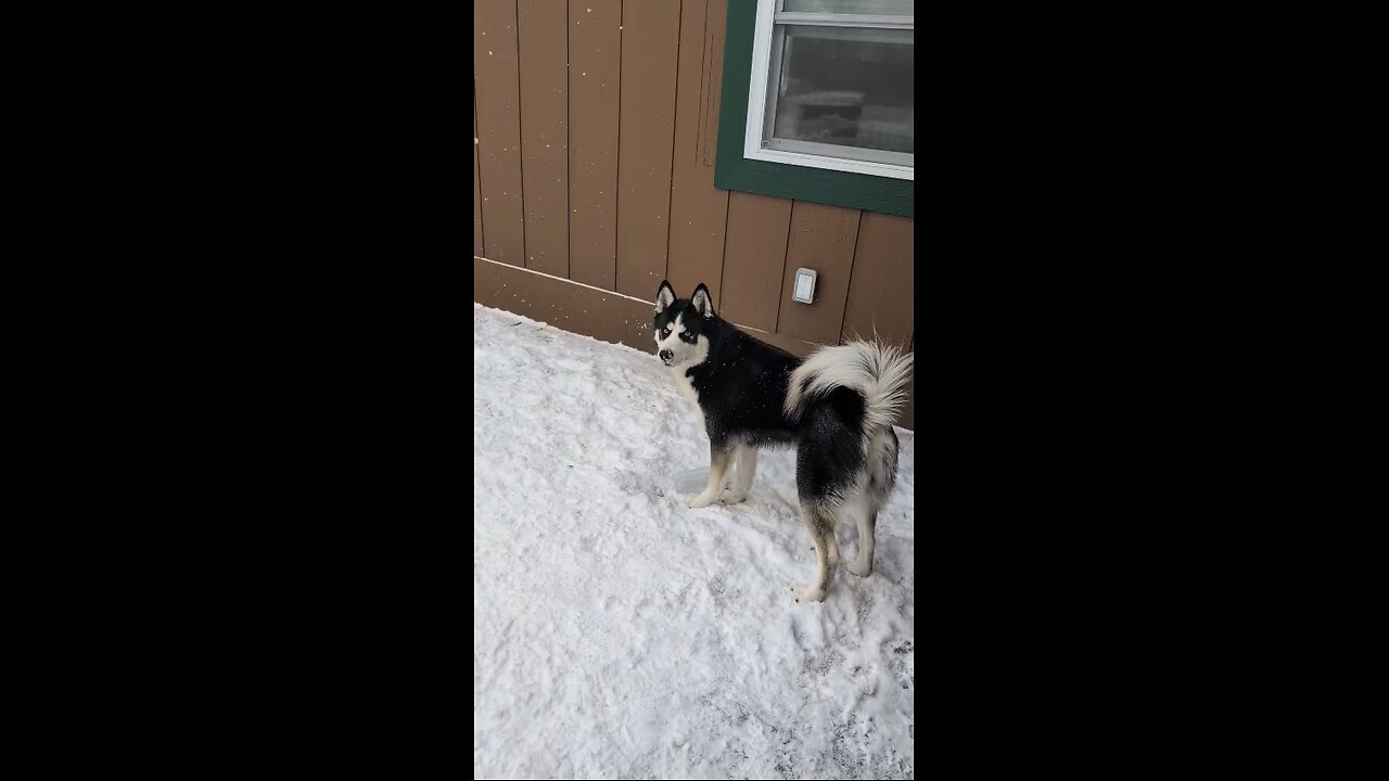 An afternoon with Huskies