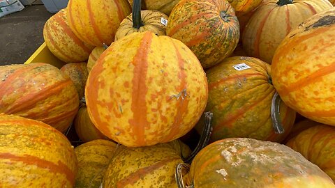 How to Grow Pumkins