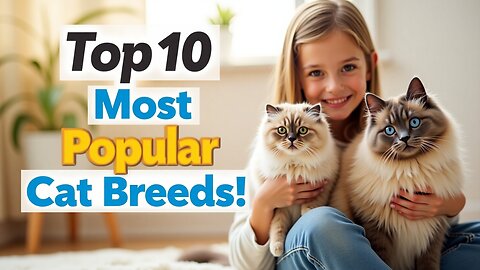 Top 10 Most Popular Cat Breeds in the USA – Discover Your Perfect Feline Friend!