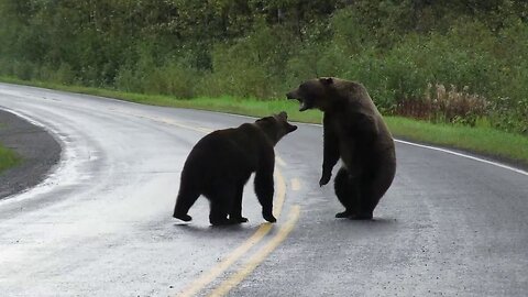 Feeding 39 Hungry Moon Bears Takes A Military