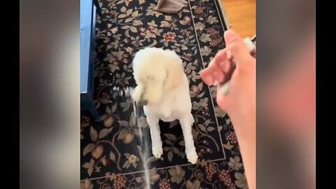 You Laugh You Lose Compilation (did he just pee on the dog?) #2
