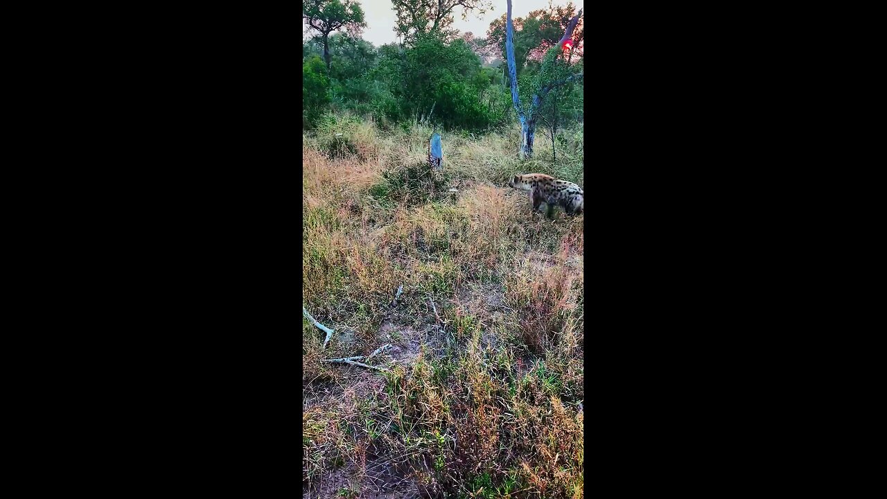 Animals attack