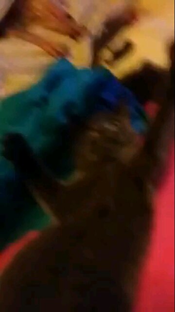 windigo old 2013 clip