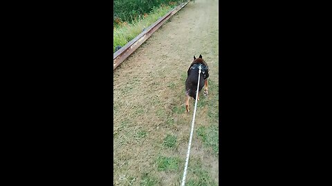 Walking The Dogs In The Blue Mountains