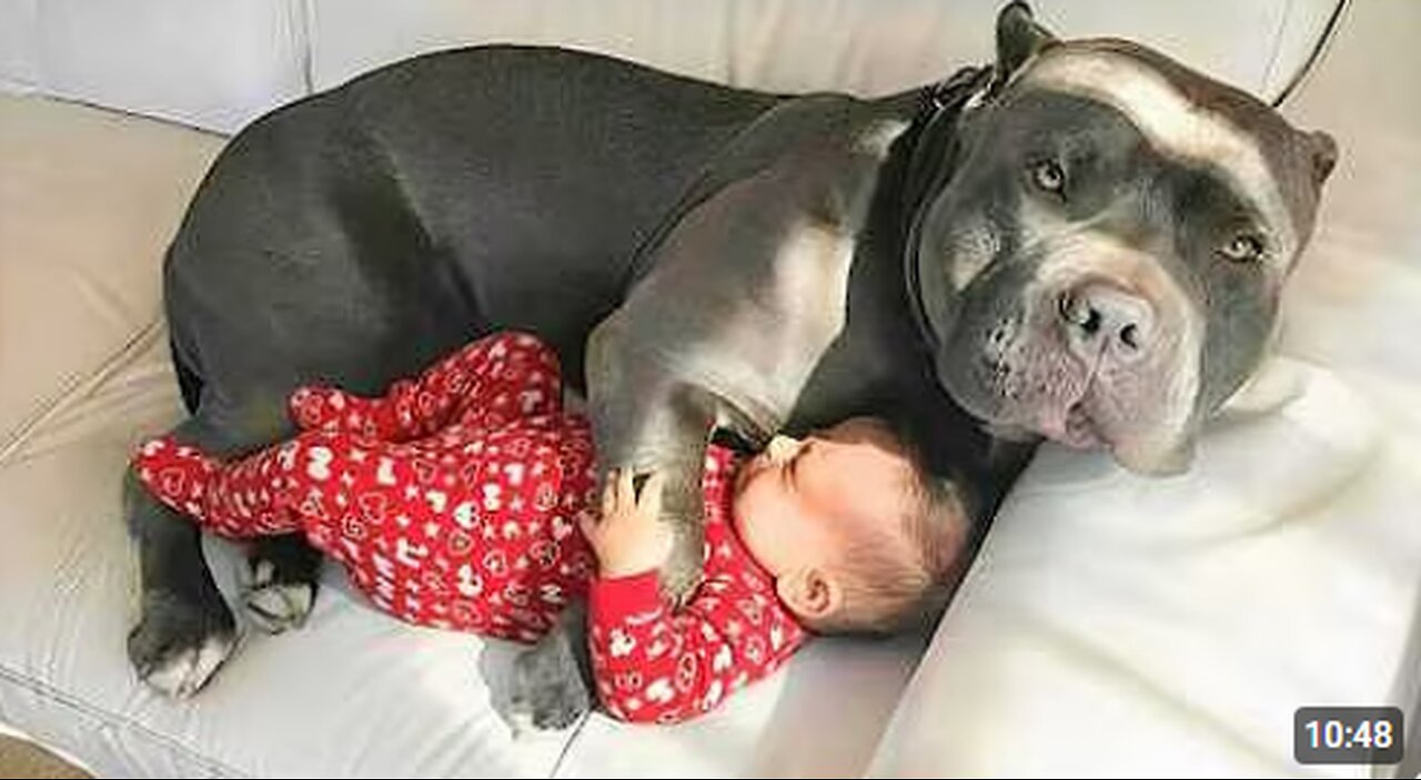 Big Dogs Guarding Babies Like They’re Their Own! ❤️