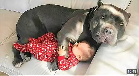 Big Dogs Guarding Babies Like They’re Their Own! ❤️