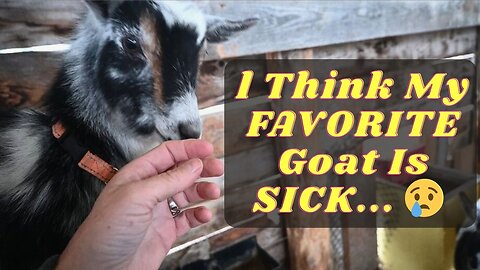 Is SOMETHING Wrong With MY FAVOURITE Goat?