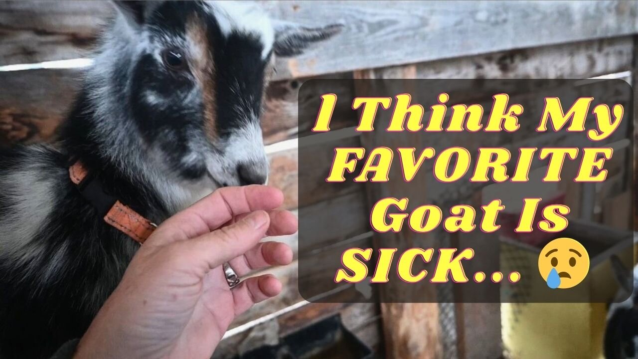 Is SOMETHING Wrong With MY FAVOURITE Goat?