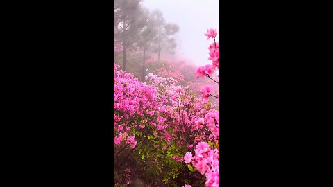 Comment This Flower name 🏵️🌹🌺