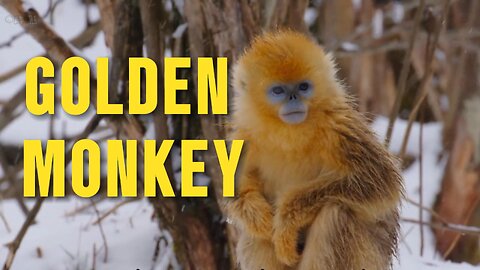 Golden Monkey