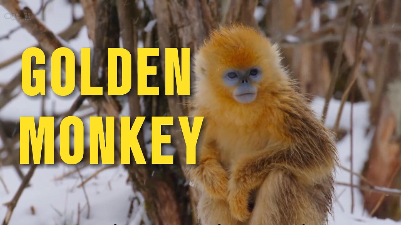 Golden Monkey