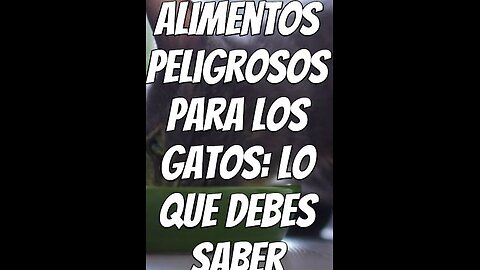 alimentos-peligrosos-para-los-gatos