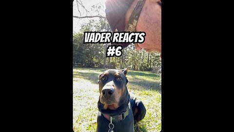 Doberman Reacts to Dad Joke 😂 | “What Do You Call a Cow That Plays Guitar?” 🐄🎸