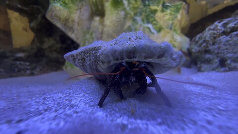Closeup of Hermit Crab