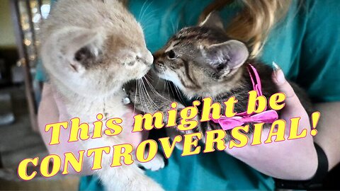 Our Kittens MEET For The FIRST Time!