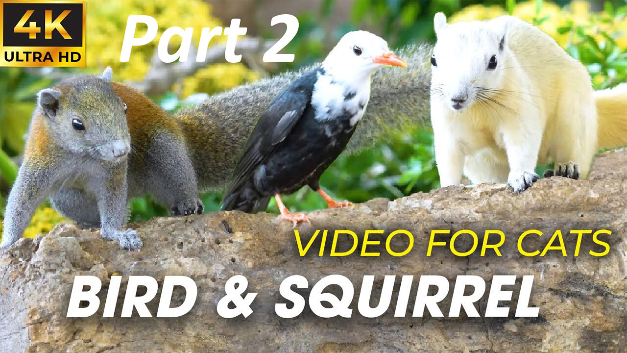 Bird Watching - Interactive Cat Videos For Cats To Watch - Birds For Cats To Watch Part 2