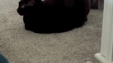 Cute Precious Piper is a Pretty Loaf - My Adopted Shelter Cat Vlog #shorts