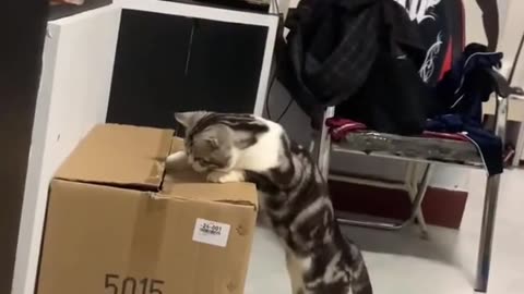 Dog's Comedy Videos 🤣 so cute videos 😍 funny videos in puppies comedy scenes 😂 so cute 🥰