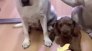 Amazing: Who Did This?? This Is HILARIOUS!! #funnydogs #funnyanimals