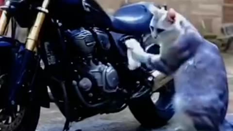 Funny Cats Shaking a Leg – Watch Now