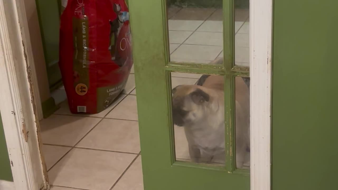 Pug Confused By Half-Open Door