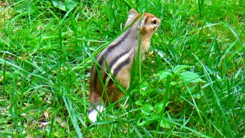 Chipmunk with a white tail