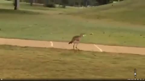 Quick Smile: Bird discovers golf balls bounce on concrete and has a blast